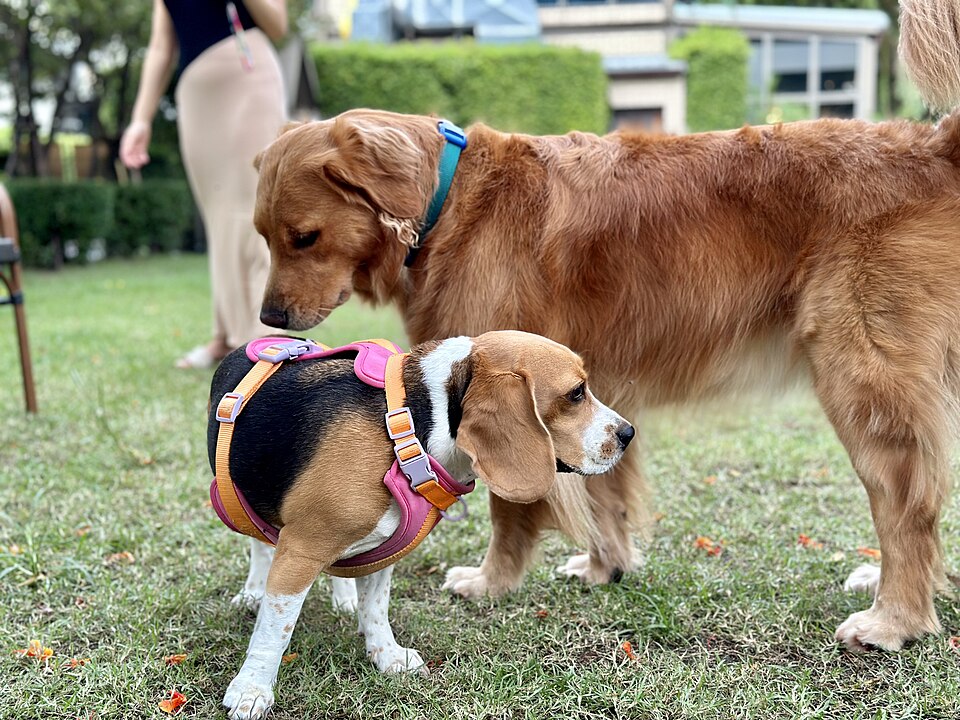 Clínica veterinaria